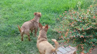 Our Babies Howling at Sirens - Scrappy & Mushoo - Monday 5:54 PM September 18th, 2023