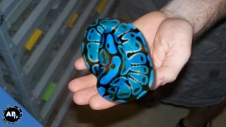 YOU WON'T BELIEVE THE COLOR OF THESE SNAKES! SnakeBytesTV