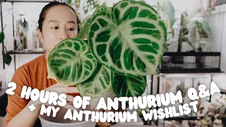 discuss and repot anthurium with me for 2 hours!