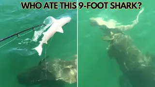 The Truth About the 9 Foot Shark Eaten By A Mystery Giant Animal