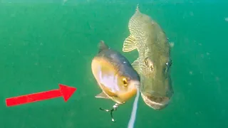 Curious pike attacks the bait I Live take