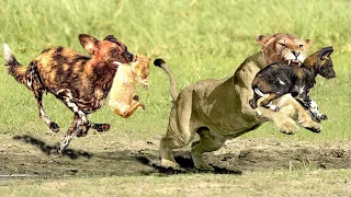 Hyenas attack Lion cubs After Mother Lion Giving Birth | Lions baby was born in Hyenas territory!