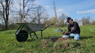 Замовила саджанці в інтернеті. Очікування/реальність 😅