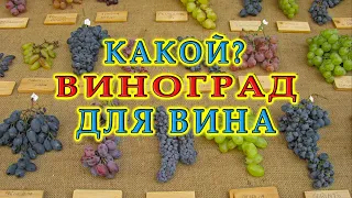 Какой виноград лучше для вина? | Ответы на вопросы подписчиков