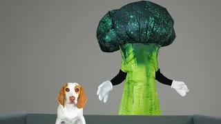 Puppy vs Giant Broccoli Man Prank! Funny Dogs Indie, Maymo & Potpie Battle Ninja Broccoli