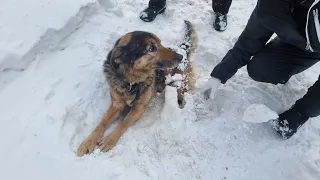 🔴Сутки раненая собака лежала на снегу. Мы осторожно её откапали чтобы не повредить и везём в клинику