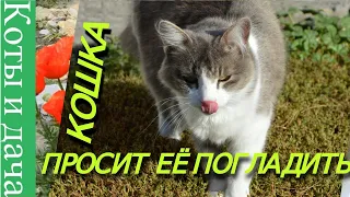 */*СМЕШНЫЕ КОШКИ*/* КОШКА ПРОСИТ ЕЁ ПОГЛАДИТЬ */*FUNNY CATS*/* THE CAT ASKS TO BE PET*/*