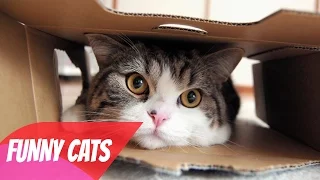 Funny Cats - Funny Cat Videos - Funny Cats Videos Compilation 2016 Part 1