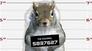 Police Arrest Squirrel, Just One Of 6 Crazy Squirrel Facts And Tales