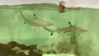 My blacktip reef shark’s feeding time pt 5#blacktipshark#feeding