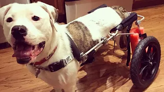 Paralyzed Pup Named Pigeon Overjoyed as She Receives New Wheelchair