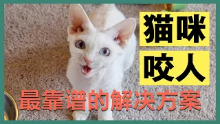 猫咪抓人咬人？教你最有效的科学解决方法