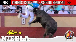 😢 EL ÚLTIMO DÍA DE LA FAMOSA VACA NIEBLA // VINARÒS ▶ 4K | Especial ganadería Benavent |