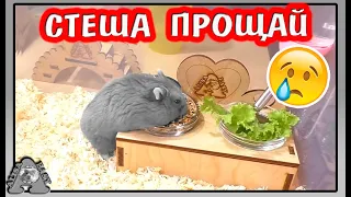 Последнее видео  о Стеше / Сколько живут хомяки? / Алиса Изи Петс / Alisa Easy Pets