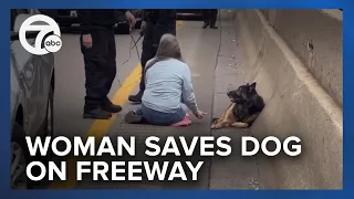 Good Samaritan saves German Shepherd found on westbound I-94