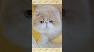 Jenis Kucing persi hidung RATA/ini penjelasanya!!tentang kucing