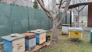 Соседи и пчёлы