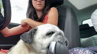 Carmela needs a chin rest | Carmela the pug