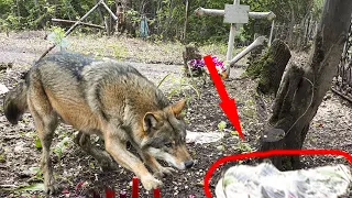 Волк учуял свёрток на кладбище, а когда узнали что внутри...