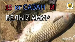 #АРНАСАЙ БОЙЛА ДЛЯ #САЗАНА #рыбалка #videoyoutube  #videoribalka #baliqovi