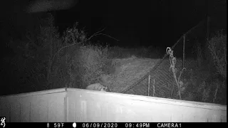 Trail Camera captures something Strange