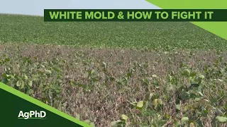 White Mold & How To Fight It (From Ag PhD Show #1136 - Air Date 1-12-20)