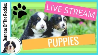 [LIVE] Bernese Mountain Dog Puppies 1 Week Old | Bernese Of The Rockies