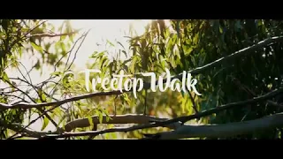 Illawarra Fly Treetop Walk