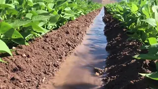 Trabajando el cultivo de frijol🌱🚜💦🌱