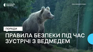 Правила безпеки під час зустрічі з ведмедем