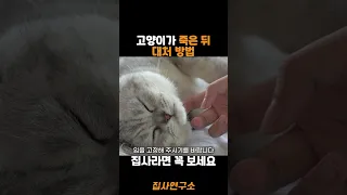 고양이가 죽은 후 바로 해야 할 일...집사라면 꼭 보세요