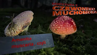 Mikstura z czerwonego muchomora, Amanita muscaria