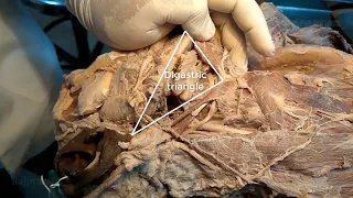 Digastric triangle