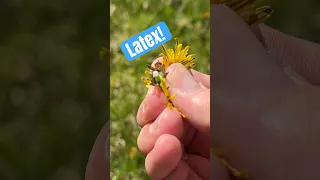 Turning Dandelions into Car Tires!