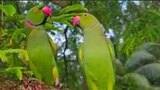 Beautiful Speaking and Talking Parrot ❤️