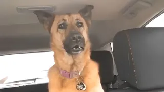 German Shepherd dog suddenly realizes he is at the vet🤣