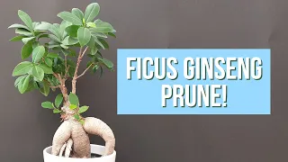 Pruning Ficus Ginseng Bonsai