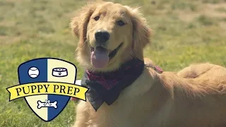 Meet The Puppies Training To Be Service Dogs