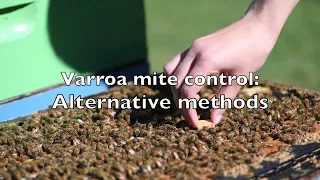 Varroa Mite Control - Alternative Methods