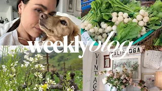 a week at home in napa valley | catching up, vintage shopping, grocery hauls, marin day!