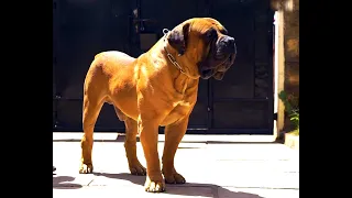 BOERBOEL GIANTS @PAWFARM BURU .HOW WE FEED ,VACCINATE, EXERCISE, SOCIALISE AND TRAIN OUR DOGS.