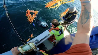 Researchers fishing and tagging giant bluefin tuna in Norway FPV