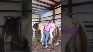 A Young Gypsy Vanner Stud, and his Haunches