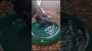 🖤 BATH TIME! 🖤