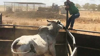 NÃO MEXE COM NELORE NÃO CUNHADO 😂