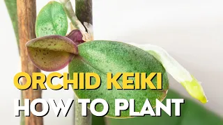 KEIKI orchid | How to Plant a Baby Orchid with NO ROOTS