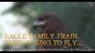 EAGLE FAMILY TRAIN THEIR YOUNG TO FLY