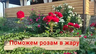 🌹Розы в жару🌹Спешим на помощь! Устойчивые сорта и те, которые сильно страдают!Не выживаем,а цветем!