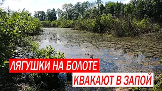 Лягушки на болоте квакают  в запой, пение птиц, звуки природы