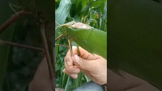 🦗 Grillo hoja | TETIGÓNIDO